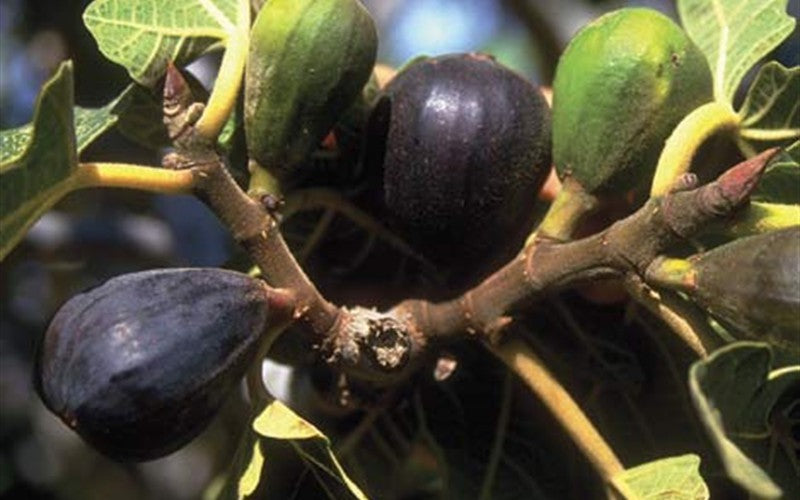  LSU Purple Fig Tree - 1 Gallon Pot