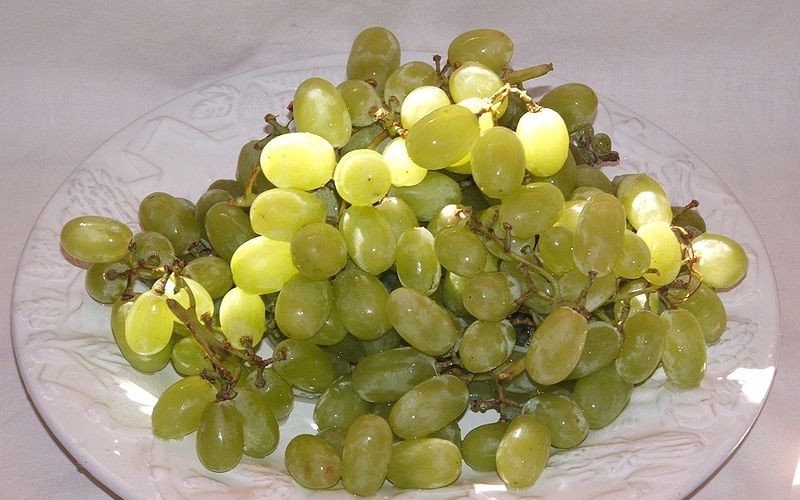  Thompson Seedless Grape Vine - 1 Gallon Pot