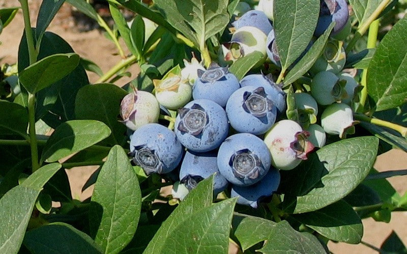  Biloxi Southern Highbush Blueberry - 1 Gallon Pot