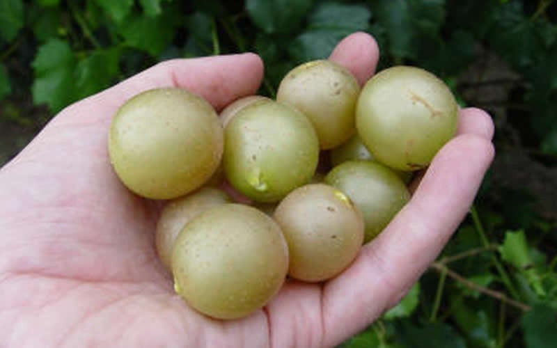  Summit Muscadine - 1 Gallon Pot