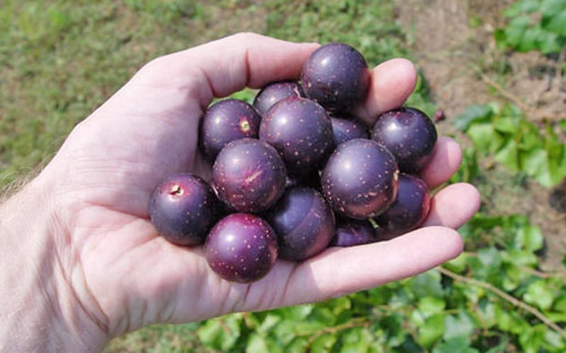  Nesbitt Muscadine Grape Vine - 1 Gallon Pot