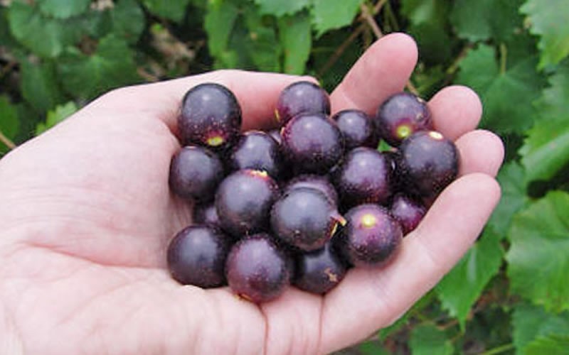  Noble Muscadine Grape Vine (Self Fertile) - 1 Gallon Pot