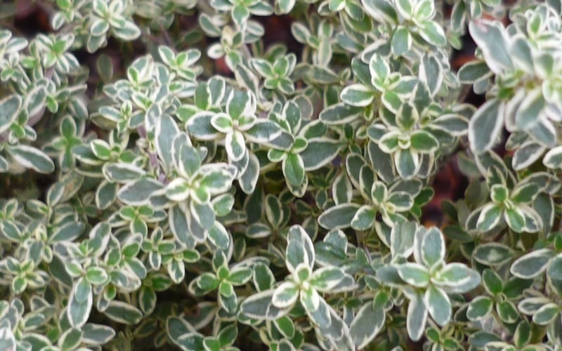  Silver Lemon Thyme - Thymus - 3 Pack Of Quart Pots