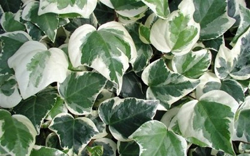 Variegated Algerian Ivy (Hedera Algeriensis 'Gloire De Marengo') - 5 Pack Of Pint Pots
