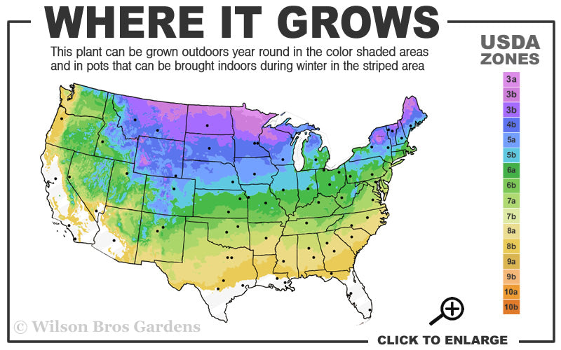  Mini Twist Dwarf Eastern White Pine - 2 Gallon Pot