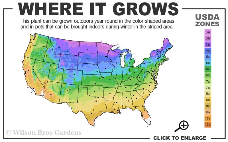  Annabelle Hydrangea - 3 Gallon Pot
