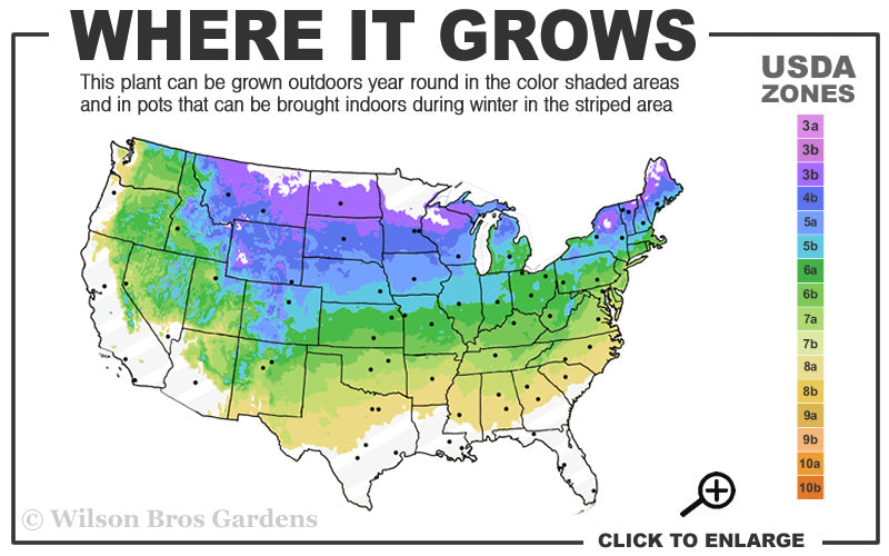  Miss Kim Lilac Bush - 7 Gallon Pot