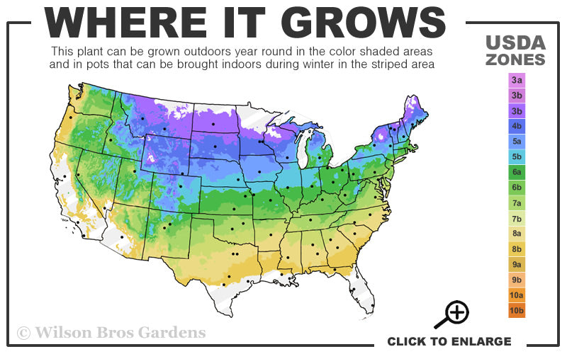  Northern Red Oak Tree (Quercus Rubra) - 3 Gallon Pot