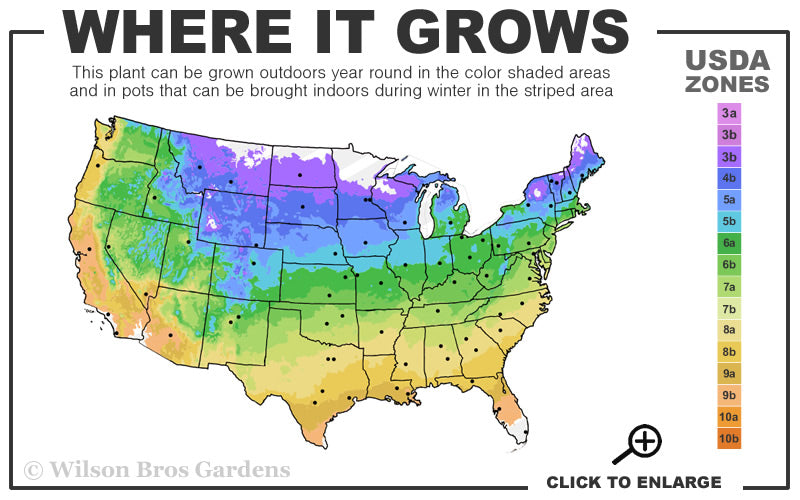  Autumn Brilliance Serviceberry Tree - 7 Gallon Pot (4-5')
