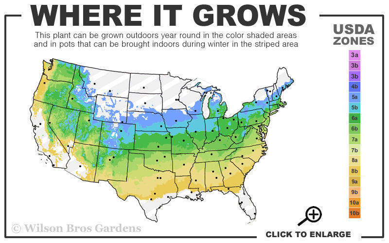  Red Heart Rose Of Sharon - 3 Gallon Pot