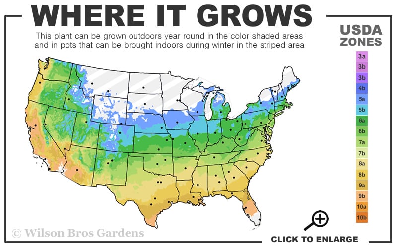  Common Boxwood 2-Ball Poodle Tier Topiary (Buxus Sempervirens) - 3 Gallon Pot (Short)