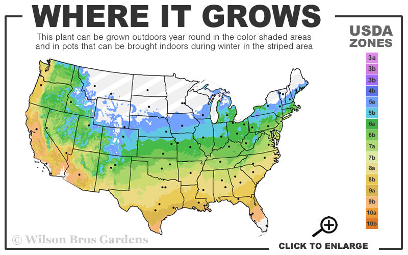  Powis Castle Artemisia - 1 Gallon Pot