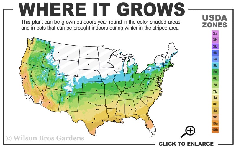  Lady In Red Hydrangea - 3 Gallon Pot