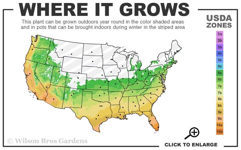  Foxtail Rosemary Plant - 1 Gallon Pot