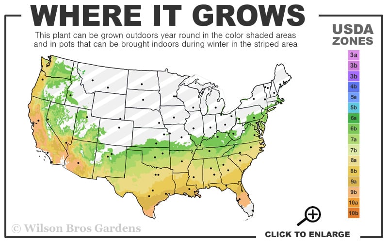  April Blush Cold Hardy Pink Camellia - 3 Gallon Pot