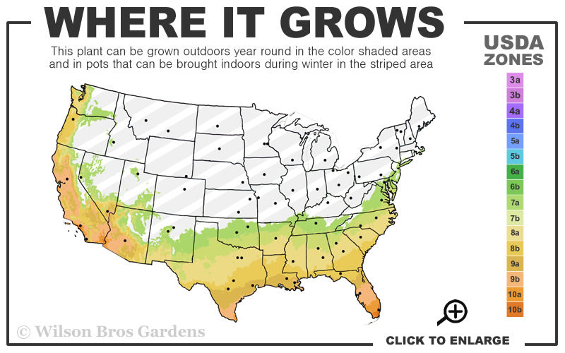  Pillow Talk Gardenia - 3 Gallon Pot