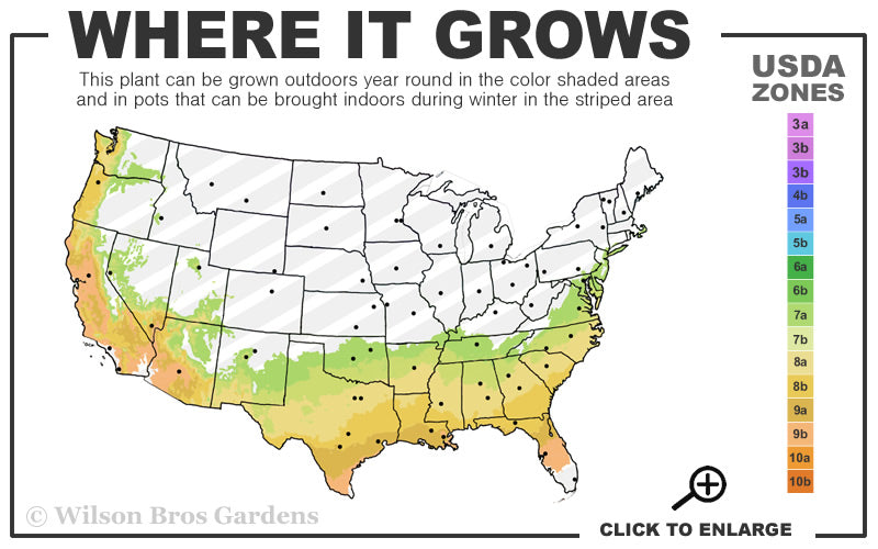  Brown Turkey Fig Tree - 2.5 Gallon Pot
