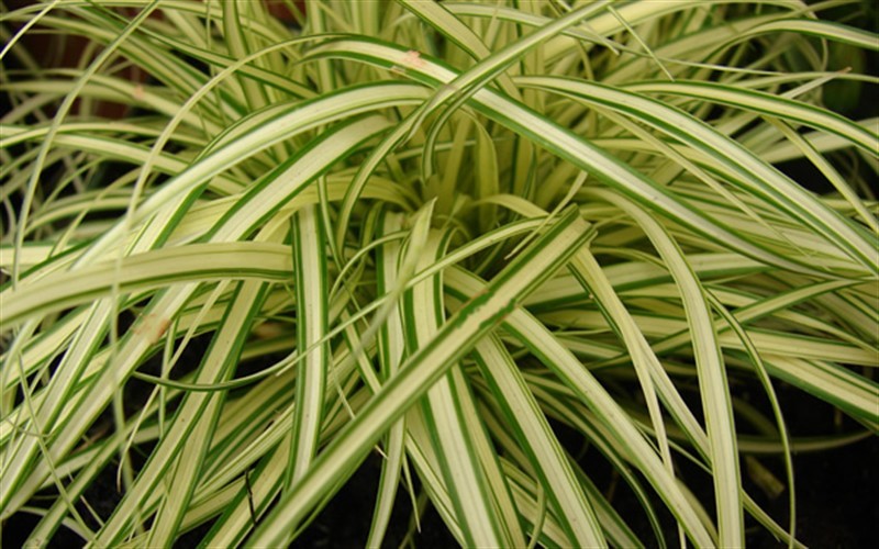  Evergold Japanese Sedge (Carex Hachijoensis) - 5 Pack Of Quart Pots
