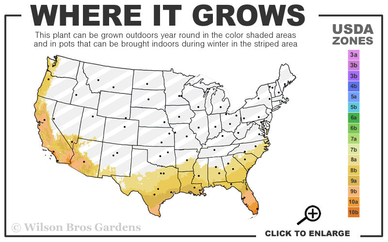  Giant Chain Fern - 1 Gallon Pot