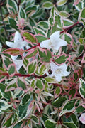  Confetti Dwarf Abelia - 1 Gallon Pot