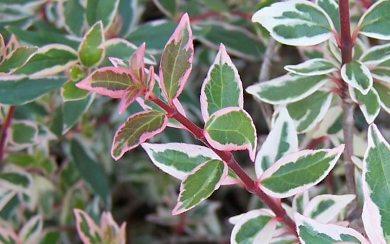  Confetti Dwarf Abelia - 1 Gallon Pot
