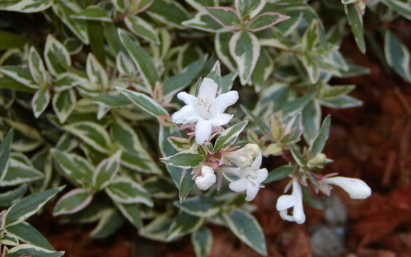  Confetti Dwarf Abelia - 1 Gallon Pot
