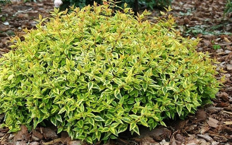  Kaleidoscope Dwarf Abelia - 2 Gallon Pot