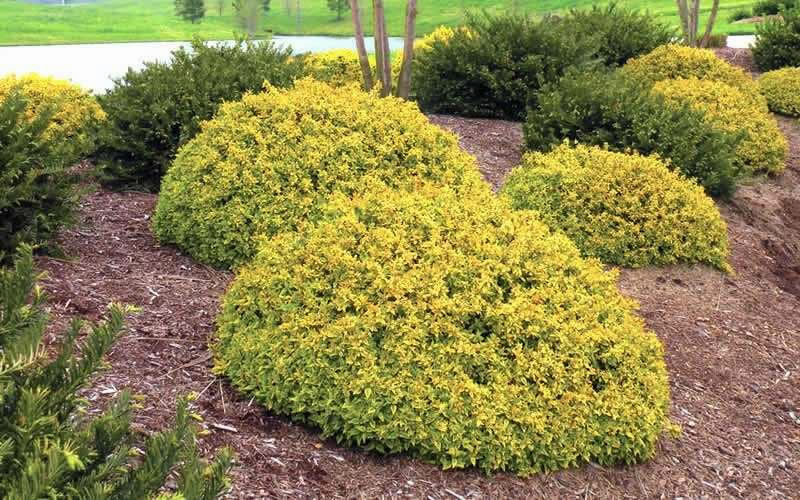  Kaleidoscope Dwarf Abelia - 2 Gallon Pot