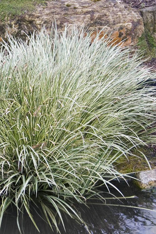  Variegated Sweet Flag (Acorus Gramineus 'Variegatus') - 5 Pack Of Quart Pots