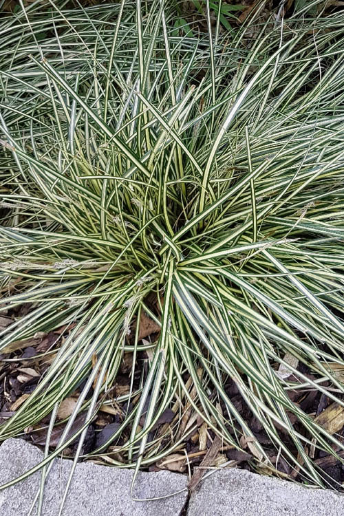  Variegated Sweet Flag (Acorus Gramineus 'Variegatus') - 5 Pack Of Quart Pots