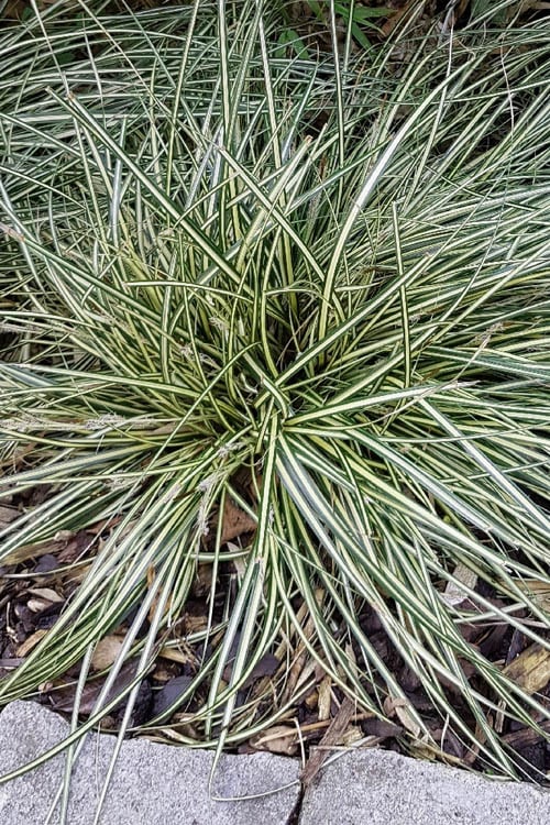  Variegated Sweet Flag (Acorus Gramineus 'Variegatus') - 5 Pack Of Quart Pots