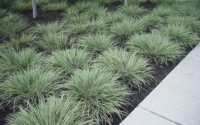  Variegated Sweet Flag (Acorus Gramineus 'Variegatus') - 5 Pack Of Quart Pots
