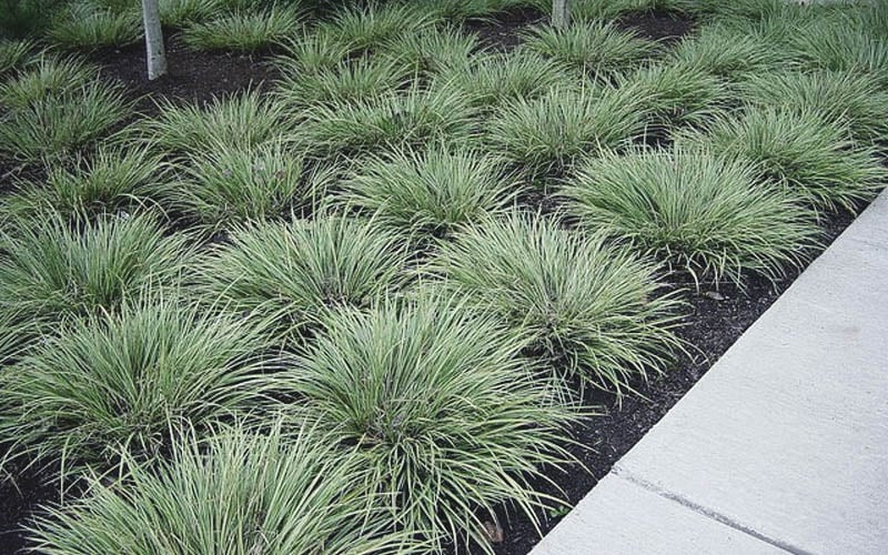  Variegated Sweet Flag (Acorus Gramineus 'Variegatus') - 5 Pack Of Quart Pots