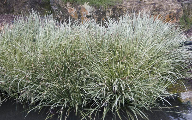  Variegated Sweet Flag (Acorus Gramineus 'Variegatus') - 5 Pack Of Quart Pots