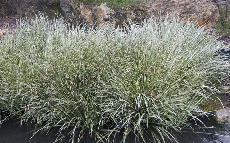  Variegated Sweet Flag (Acorus Gramineus 'Variegatus') - 5 Pack Of Quart Pots