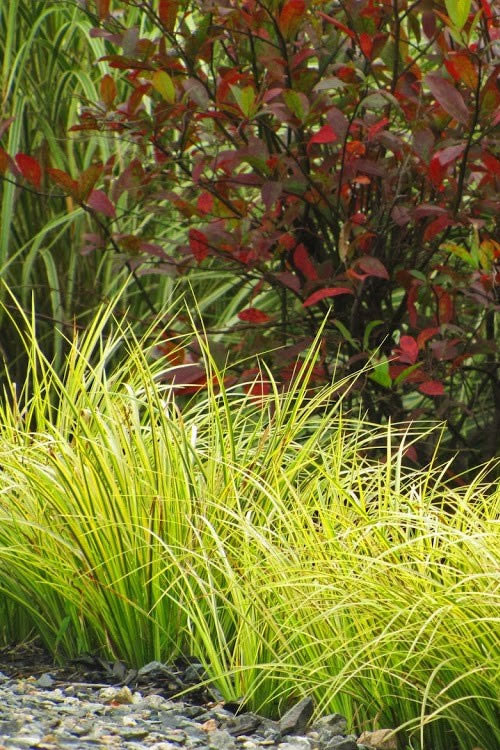  Golden Variegated Sweet Flag - Acorus Gramineus 'Oborozuki' - 18 Count Flats Of Pint Pots