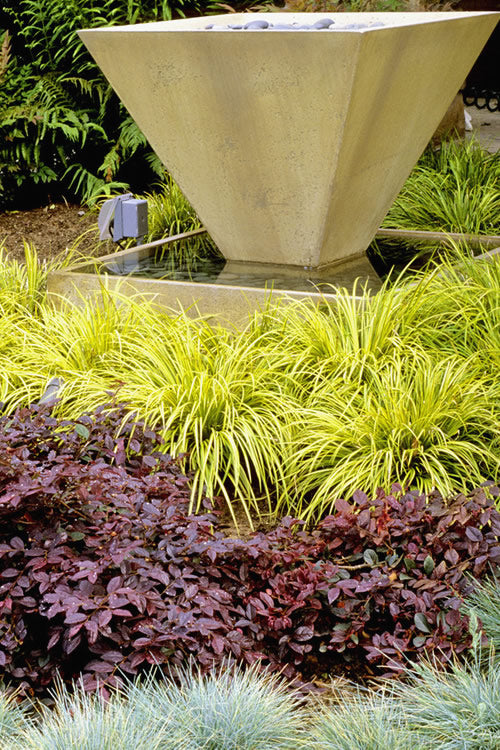  Golden Sweet Flag - Acorus Gramineus 'Ogon' - 10 Pack Of Quart Pots