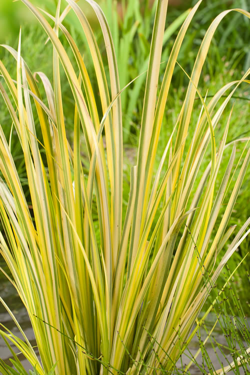  Golden Variegated Sweet Flag - Acorus Gramineus 'Oborozuki' - 18 Count Flats Of Pint Pots