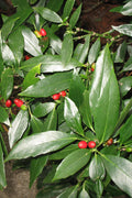  Dwarf Green Aucuba - Japanese Laurel - 3 Gallon Pot
