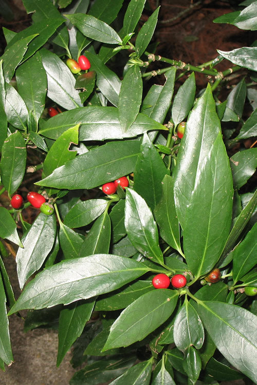  Dwarf Green Aucuba - Japanese Laurel - 3 Gallon Pot