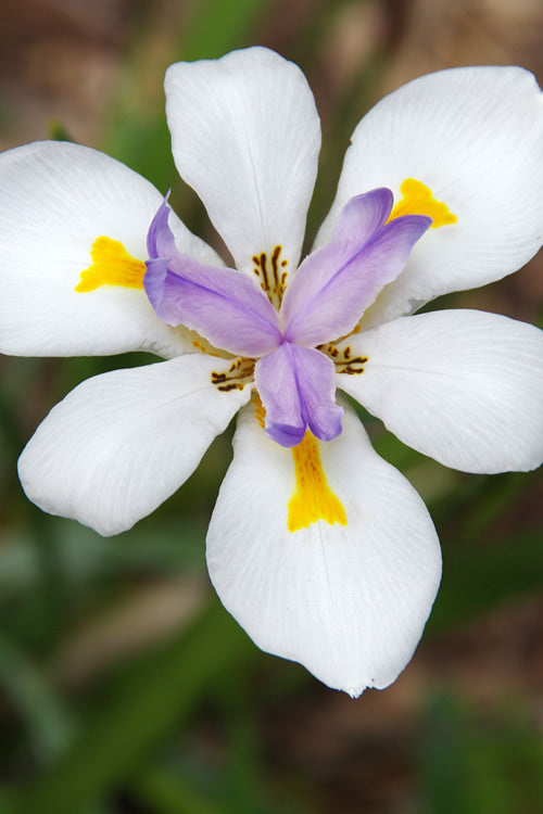  White African Iris - Fortnight Lily - Dietes Iridioides - 1 Gallon Pot