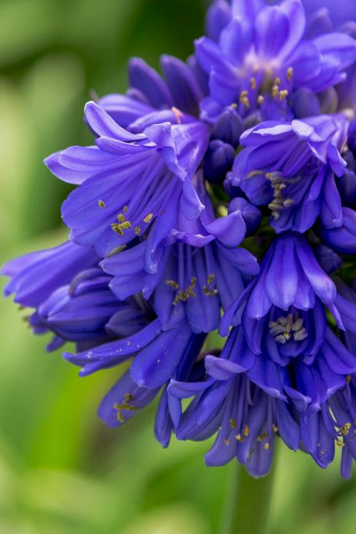 Ever Midnight Agapanthus (Lily Of The Nile) - 3 Gallon Pot