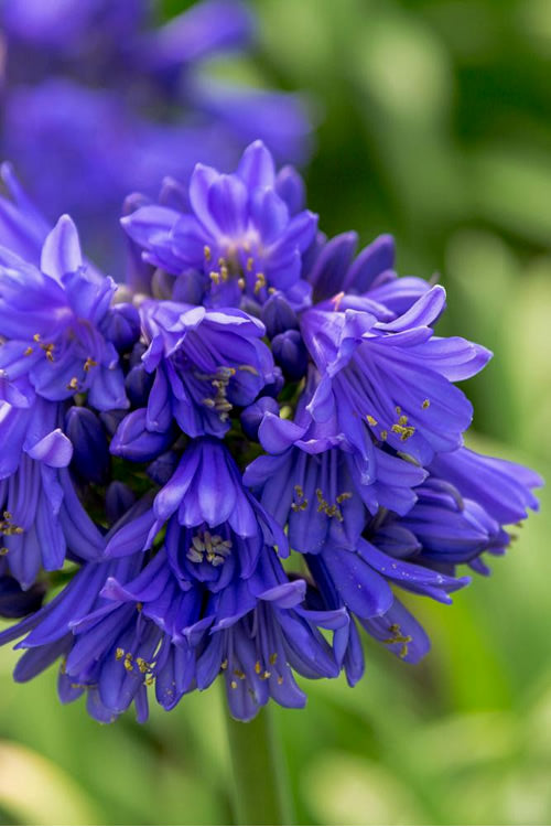  Ever Midnight Agapanthus (Lily Of The Nile) - 3 Gallon Pot