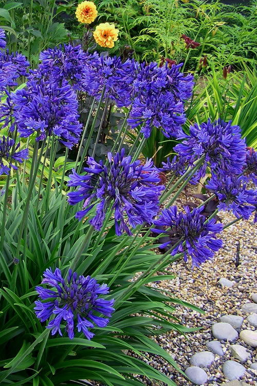  Ever Midnight Agapanthus (Lily Of The Nile) - 3 Gallon Pot