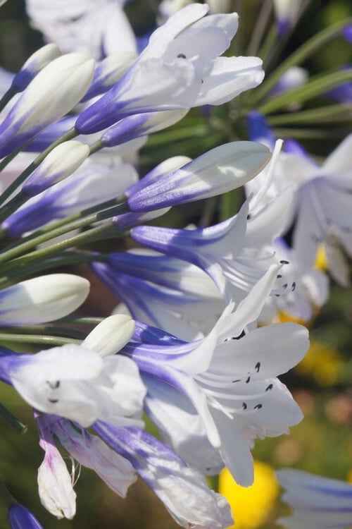  Indigo Frost Agapanthus - 1 Gallon Pot