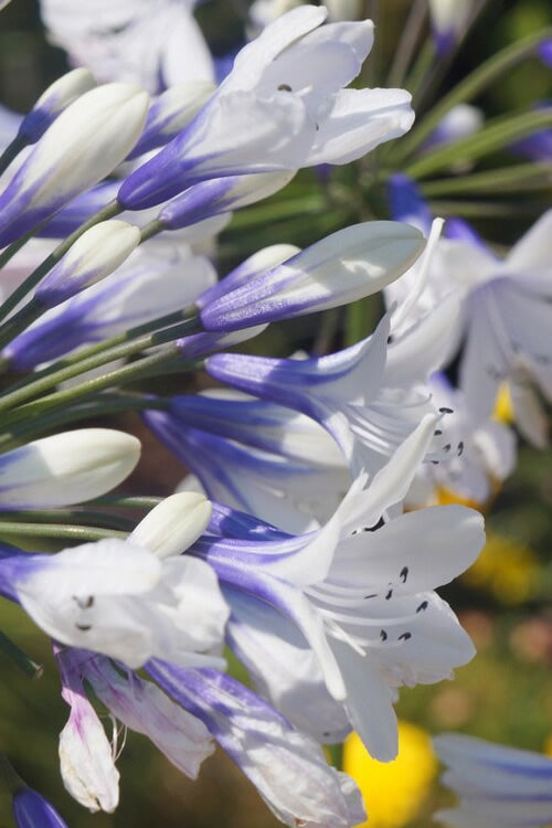  Indigo Frost Agapanthus - 1 Gallon Pot