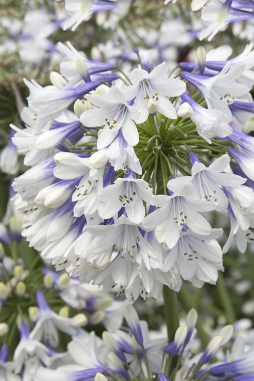  Indigo Frost Agapanthus - 1 Gallon Pot
