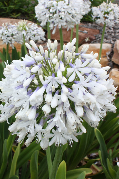  Queen Mum Agapanthus - 1 Gallon Pot
