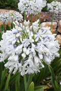  Queen Mum Agapanthus - 3 Gallon Pot