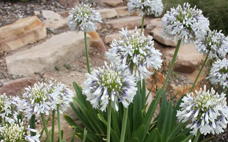  Queen Mum Agapanthus - 2 Gallon Pot